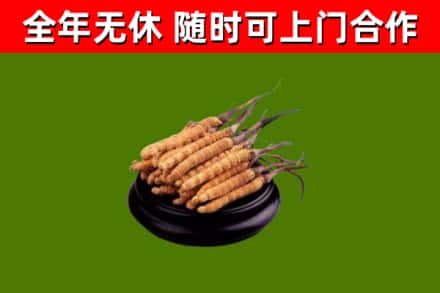 雨花台区回收冬虫夏草