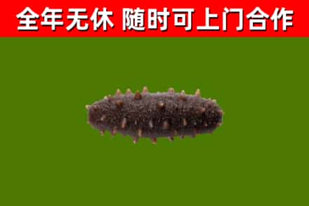 雨花台区回收海参干